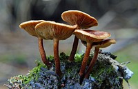 Hypholoma (Genus)Fungi of the genus Hypholoma are quite well known due to the commonness of sulphur tuft on stumps in temperate woodlands. Original public domain image from Flickr