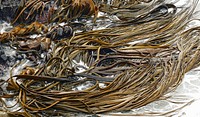 Bull kelp or rimurapa is the dominant seaweed of exposed rocky coasts around New Zealand and the subantarctic islands. Its thick flexible stipe supports a spongy broad blade that is usually divided into narrow straps. Original public domain image from Flickr