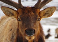 Elk. Original public domain image from Flickr