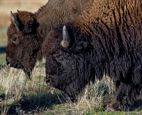 Bison. Original public domain image from Flickr