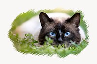 Rag doll cat, animal photo on white background