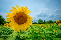 Sunflowers begin to bloom in the Western Montgomery County, McKee-Beshers Wildlife Management Areas, near Poolesville, Md., July 21, 2017. USDA photo by Preston Keres. Original public domain image from Flickr