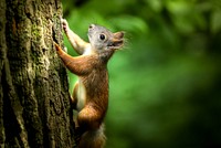 Squirrel jumps upon a tree. Original public domain image from Flickr