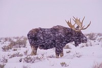 Elk. Original public domain image from Flickr