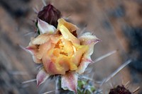 Prickly Pear Pollinate. Original public domain image from Flickr