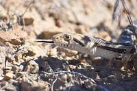 Gopher Snake Close-up. Original public domain image from Flickr