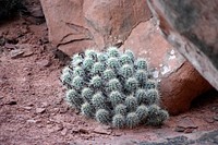 Claret Cup Cactus