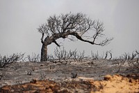 Army Prescribed Burn on Fort Ord.