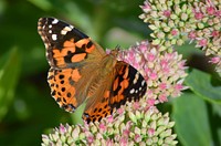 Painted ladyPainted lady butterflies prefer nectar from flowers that are 3-6 feet high.Photo by Mara Koenig/USFWS. Original public domain image from Flickr