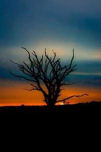 Dead tree and new day. Original public domain image from Flickr