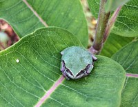 Gray Treefrog on MilkweedGray treefrogs are only active at night. During the day, you might spot one hiding out and blending in, especially on a milkweed plant!Photo be Jessica Bolser/USFWS. Original public domain image from Flickr
