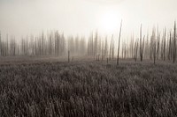 Hoar frost and fog at Tangled Creek. Original public domain image from Flickr