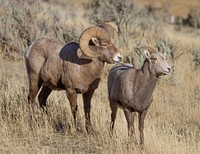 Ram and ewe bighorn sheep by Diane Renkin. Original public domain image from Flickr