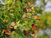 Roosting Monarch ButterfliesThese monarch butterflies were spotted roosting in an oak tree at Port Louisa National Wildlife Refuge in Iowa!Photo by Jessica Bolser/USFWS. Original public domain image from Flickr