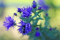 Bee Pollinating New England AsterPhoto by Courtney Celley/USFWS. Original public domain image from Flickr