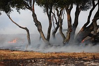 Fort Ord wildfire. Original public domain image from Flickr