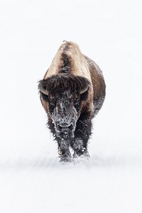 Lone bull bison on a snowy road. Original public domain image from Flickr