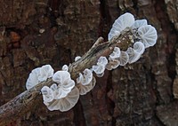 Campanella is a genus of fungi in the Marasmiaceae family. The genus has a widespread distribution, especially in tropical regions, and contains about 40 species. Original public domain image from Flickr