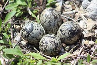 Eggs in a Killdeer Nest. Watch your step! Killdeer nests can be difficult to spot and are often placed in gravel where eggs easily blend in with their surroundings. Original public domain image from Flickr