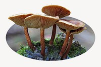 Mushroom badge, nature forest photo