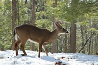 Winter buck, February 2015 Warren Bielenberg.