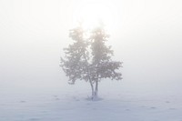 Double tree and sun shining through the morning fog. Original public domain image from Flickr