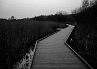 Moss Path. Original public domain image from Flickr