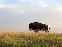 American BisonPhoto by Tina Shaw/USFWS. Original public domain image from Flickr