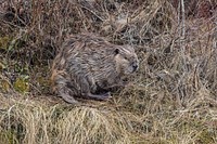Beaver on the shore of Soda Butte Creek by Jacob W. Frank. Original public domain image from Flickr