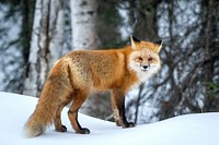 A fox stops on a snow-covered berm to watch paratroopers. Original public domain image from Flickr