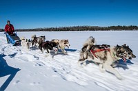 Wintergreen Dogsled Lodge musher Ellen Root commands a team of Canadian Inuit dogs, musher's left front to right rear, Jupiter, Millie, Elmer, Chill, Pak and Tin Can Mike on White Iron Lake in the U.S. Department of Agriculture (USDA) Forest Service (FS) Superior National Forest (NF) Kawishiwi Ranger District area near Ely, Minnesota, on March 1, 2018.