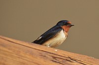 Barn SwallowPhoto by Courtney Celley/USFWS. Original public domain image from Flickr