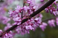 Redbud (Cercis canadensis)Spring wildflowers are starting to bloom at Big Muddy National Fish and Wildlife Refuge in Missouri!Photo by Anna Weyers/USFWS. Original public domain image from Flickr