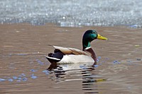 Mallard DrakeA mallard drake enjoys a patch of open water.Photo by Courtney Celley/USFWS. Original public domain image from Flickr