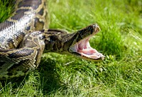 Burmese python. Original public domain image from Flickr