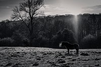 Pony at dawn. Original public domain image from Flickr