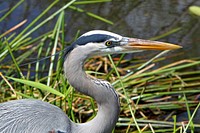 Great Blue Heron. Original public domain image from Flickr
