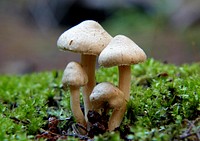 Inocybe is a large genus of mushroom-forming fungi. Members of Inocybe are mycorrhizal, and some evidence shows that the high degree of speciation in the genus is due to adaptation to different trees and perhaps even local environments. Original public domain image from Flickr