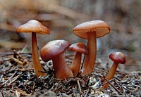 Cortinarius is a large, morphologically divergent genus of ectomycorrhizal species. Species in this genus are amongst the most common and prominent mushrooms seen in New Zealand's beech forests in the autumn. Original public domain image from Flickr