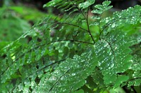 Maidenhair fern, June 2018 Shannon Welch.