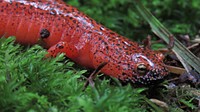 Black-chinned red salamander Shannon Welch.