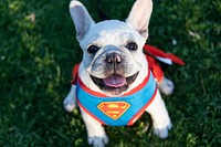 Howl-O-Ween Spooktacular pet costume contest. Original public domain image from Flickr