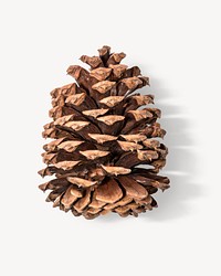 Pine cone sticker, Christmas decor image psd