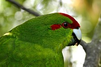 The red-crowned parakeet or red-fronted parakeet, also widely known by its Māori name of kākāriki, is a small parrot from New Zealand. It is characterised by its bright green plumage and the red pattern on its head. Original public domain image from Flickr