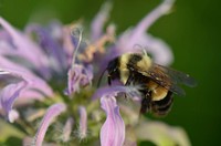 Rusty Patched Bumble BeeThe rusty patched bumble bee (Bombus affinis) is endangered throughout its range, so it’s always an exciting find! Learn more about this species.Photo by USFWS. Original public domain image from Flickr