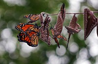 Monarch roosting at MN ValleyWe are seeing monarchs roosting in trees at several refuges in Minnesota. They do this during migration.Photo by Mara Koenig/USFWS. Original public domain image from Flickr