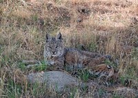 Bobcat resting under a tree. Original public domain image from Flickr