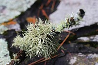 Lichen on a fallen tree branch. Original public domain image from Flickr