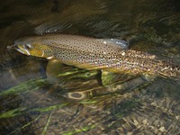 Brown Beauty by Jeff Slade2009 photo contest winner for the Fisheries & Water category. Photo by Jeff Slade/USFWS.This photo was the winner of the People's Choice award for it's category. Original public domain image from Flickr