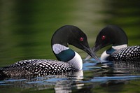 Common Loons by Gary J. Wege2nd place in the 2009 photo contest for the Migratory Birds / Sky category. Photo by Gary J. Wege/USFWS.This photo was the winner of the People's Choice award for it's category. Original public domain image from Flickr